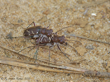 Cicindela tranquebarica